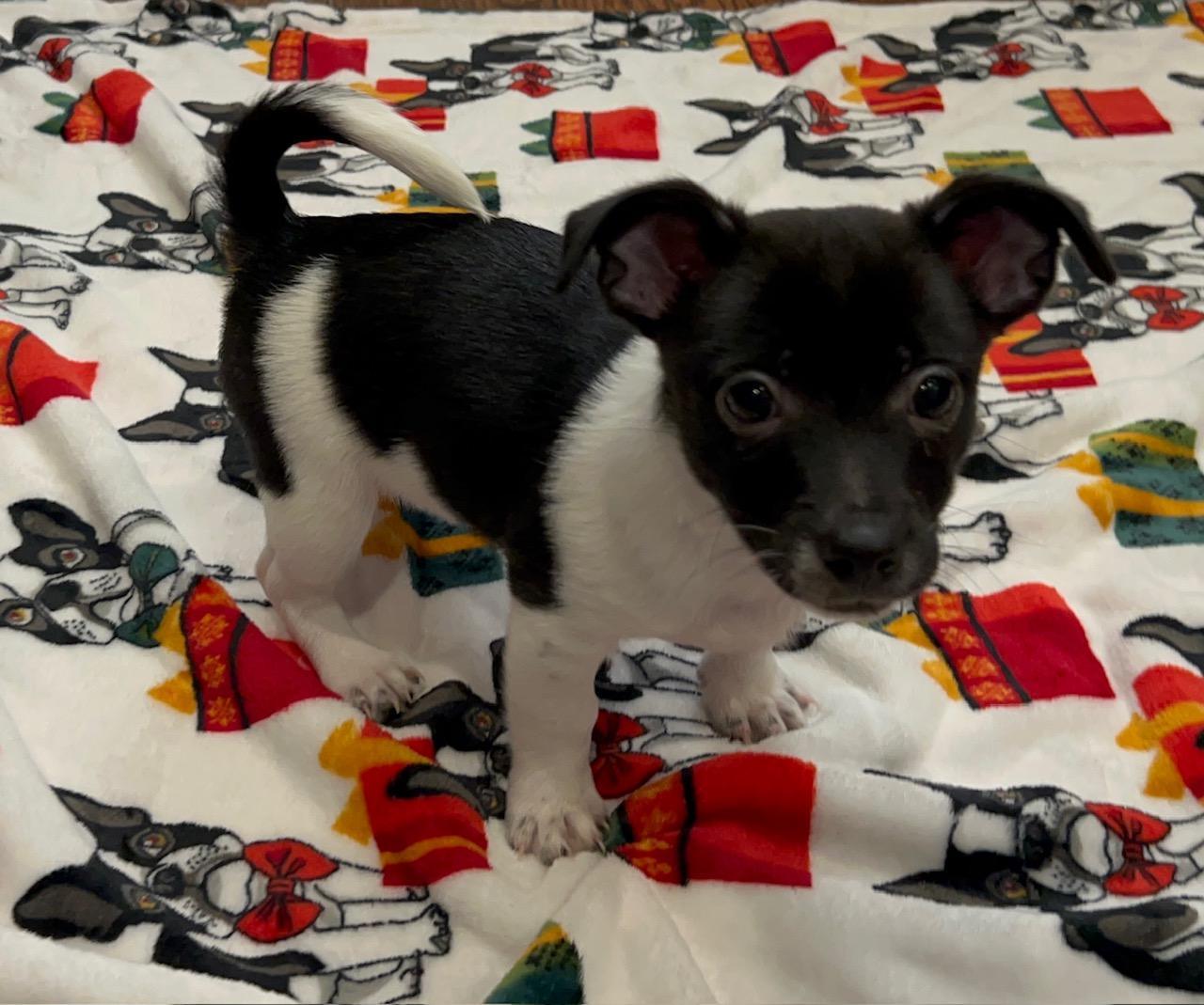 Thiago, Adopted, Puppy Male Papillon.