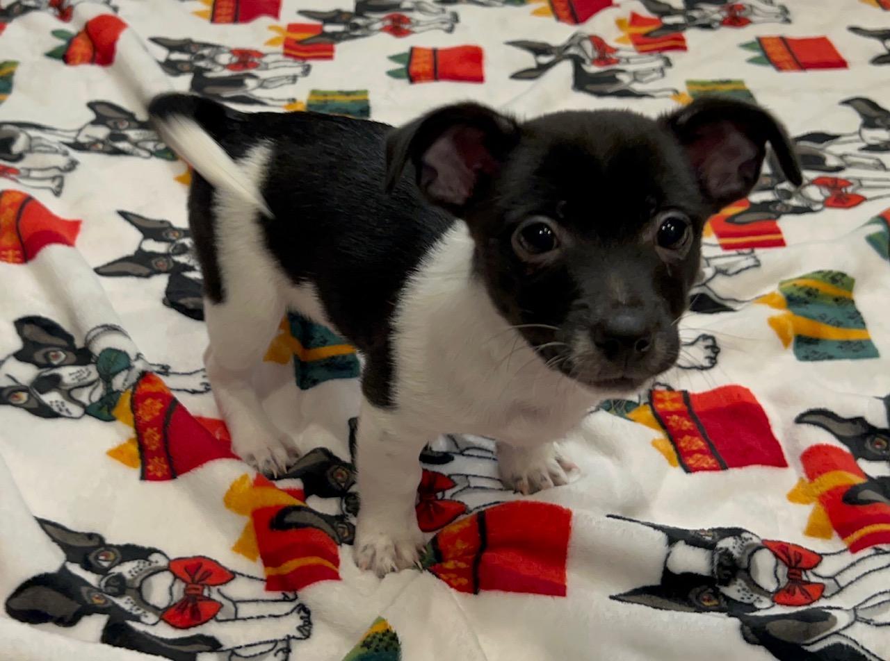 Thiago, a Adopted mixed breed in Manteca, CA image 2/5