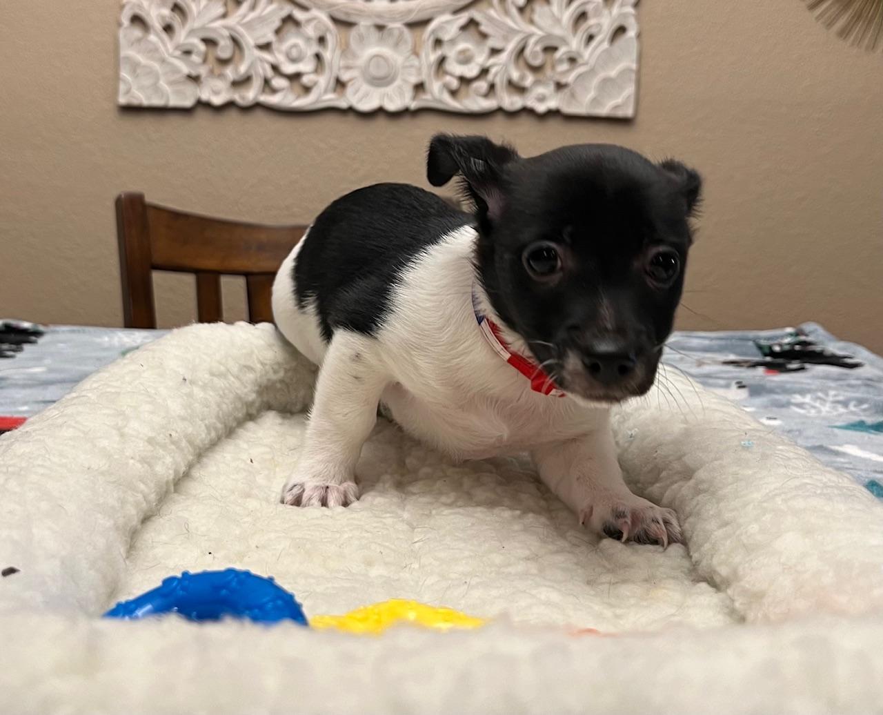 Thiago, a Adopted mixed breed in Manteca, CA image 3/5