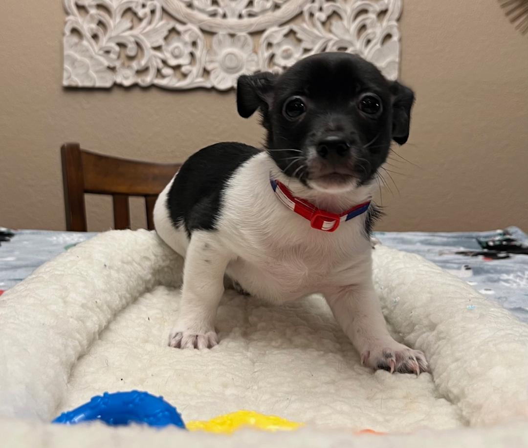 Thiago, a Adopted mixed breed in Manteca, CA image 5/5