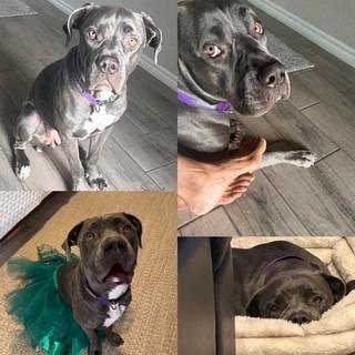 Ocean, a Adoptable Mastiff in Henderson, NV image 1/3