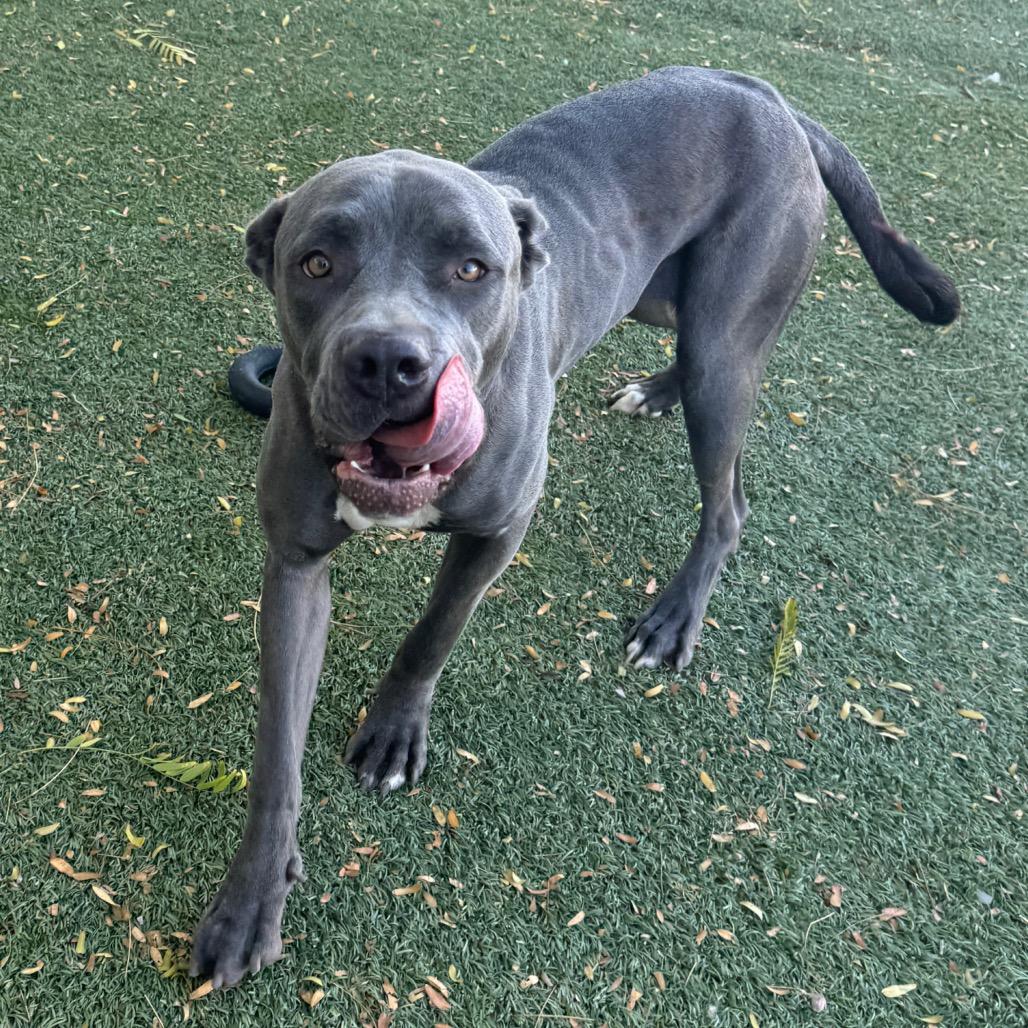 Ocean, Adoptable, Adult Female Mastiff.