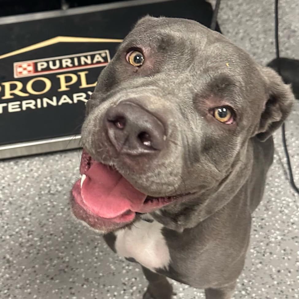 Ocean, a Adoptable Mastiff in Henderson, NV image 3/3