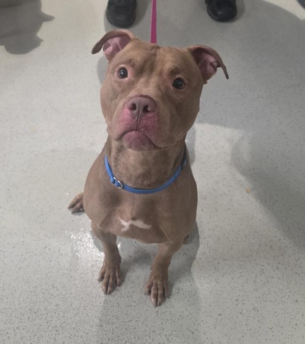 Bernie, Adoptable, Adult Male Mixed Breed.