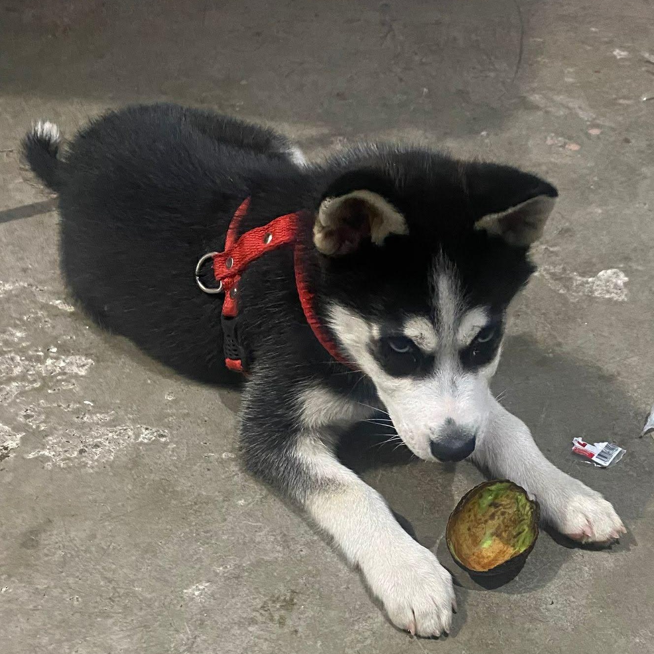 Duke, a ADOPTABLE mixed breed in San Diego, CA image 4/4