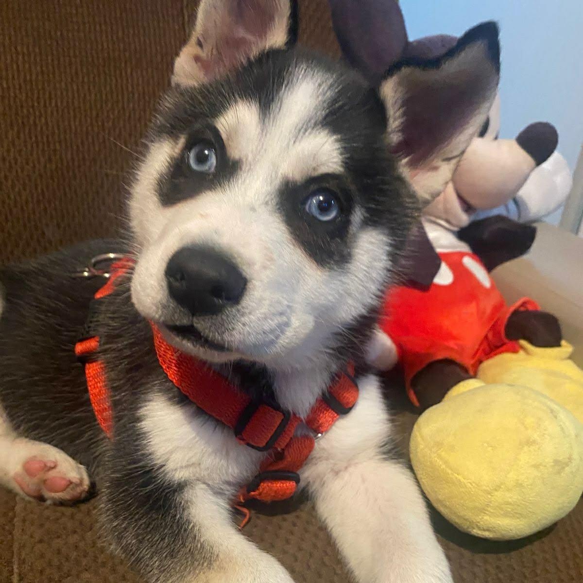 Duke, a ADOPTABLE mixed breed in San Diego, CA image 1/4