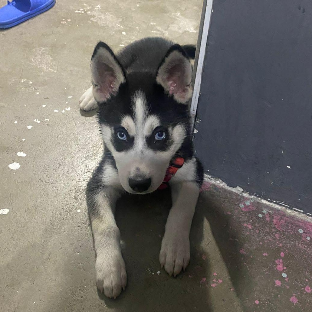 Duke, a ADOPTABLE mixed breed in San Diego, CA image 3/4