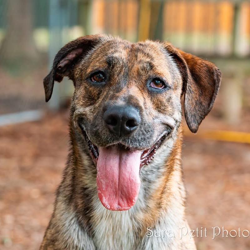 Piranha, a Adoptable Mixed Breed in Milton, FL image 1/6