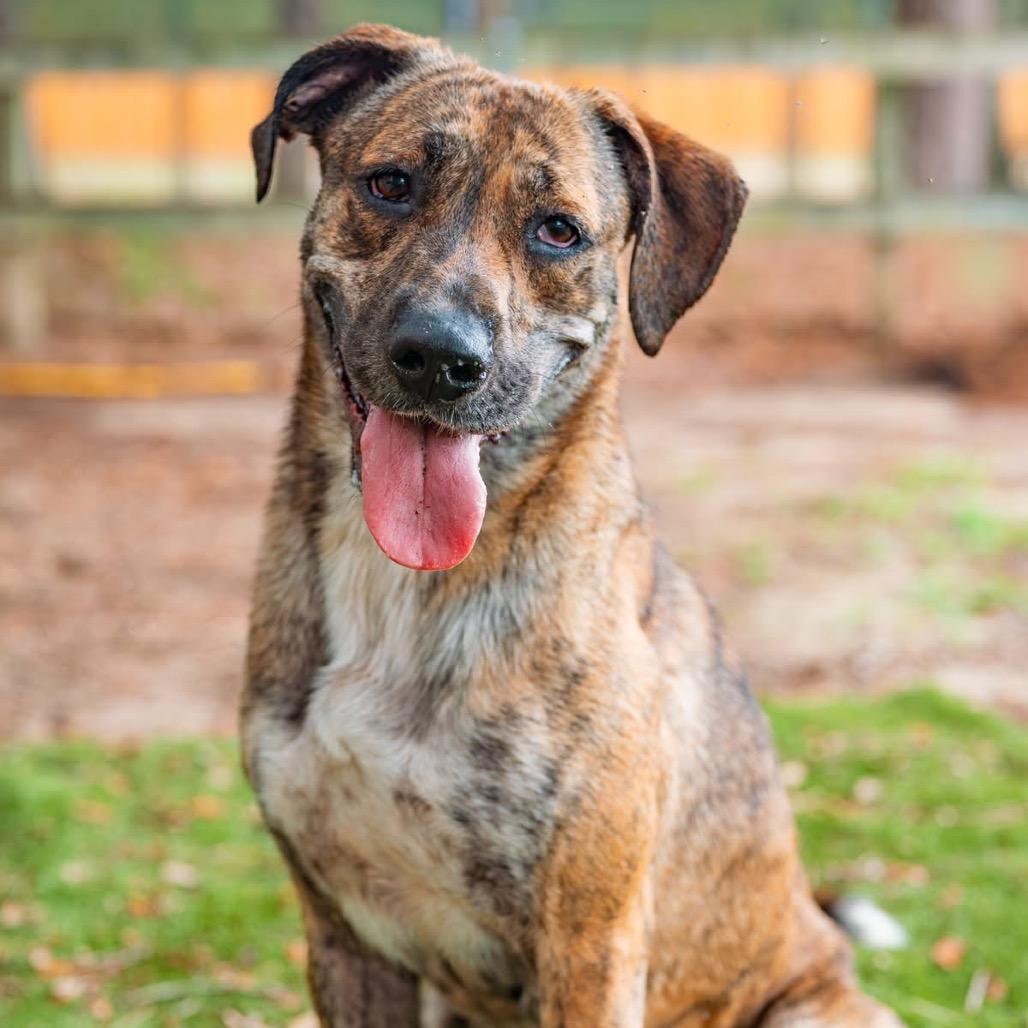 Piranha, a Adoptable Mixed Breed in Milton, FL image 2/6