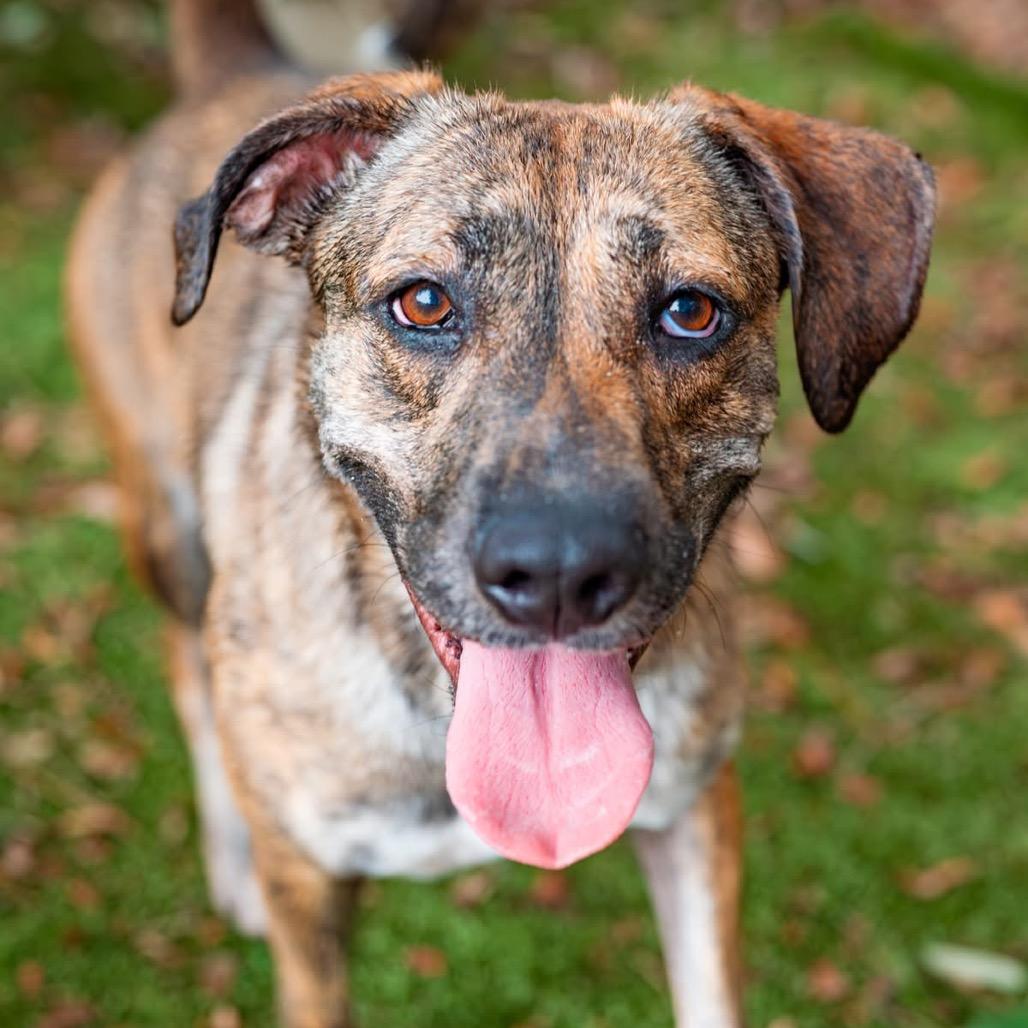Piranha, a Adoptable Mixed Breed in Milton, FL image 3/6