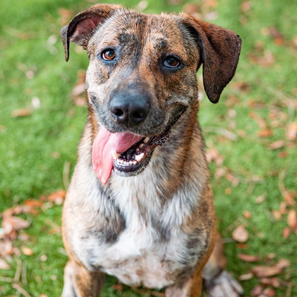 Piranha, a Adoptable Mixed Breed in Milton, FL image 4/6