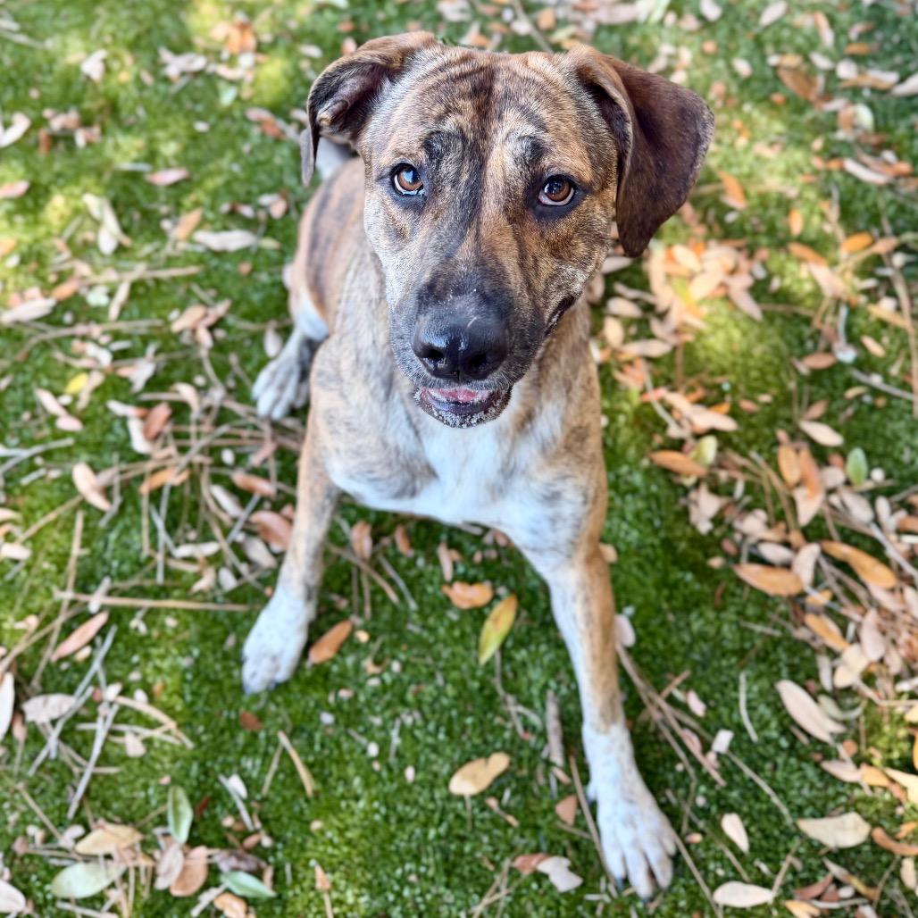 Enlarge Piranha, a Adoptable Mixed Breed in Milton, FL image 1/1