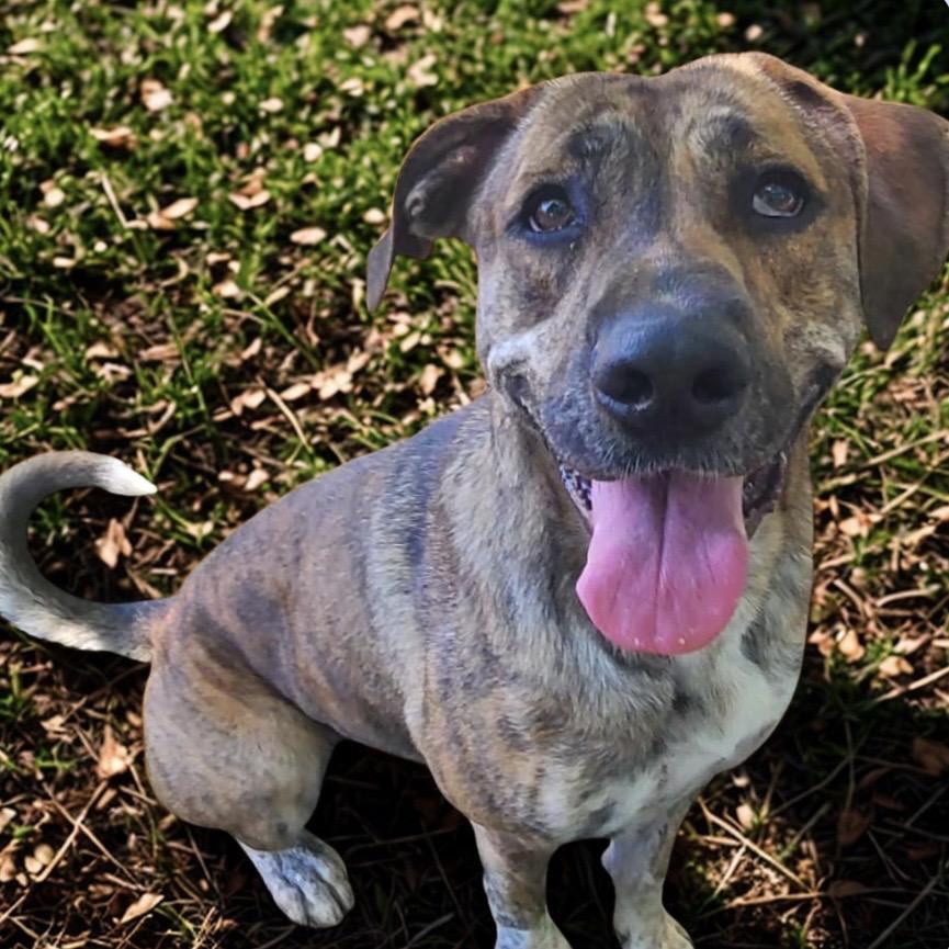 Enlarge Piranha, a Adoptable Mixed Breed in Milton, FL image 2/2