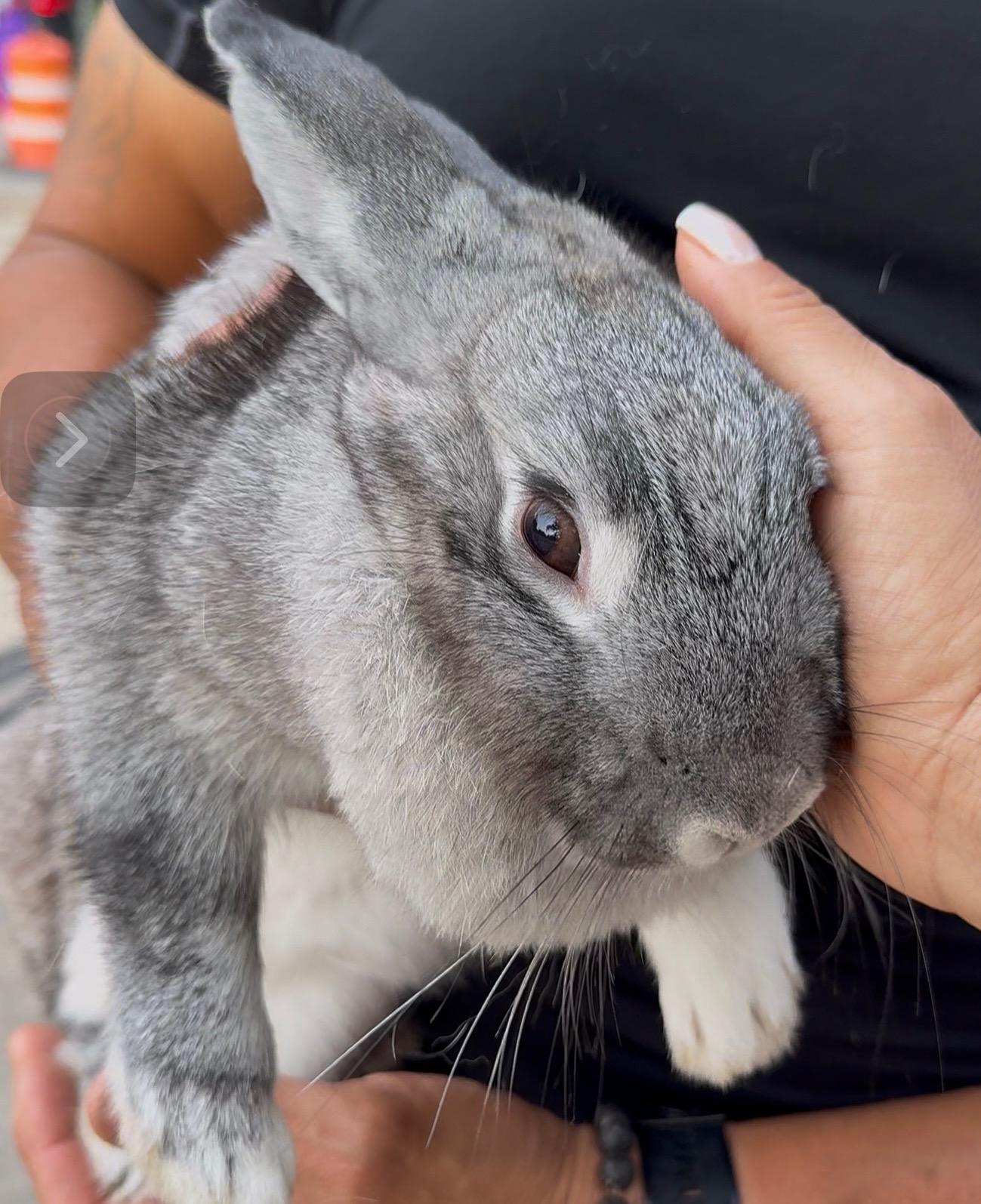 MELODY (Adopt or foster) photo 2