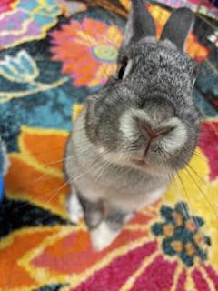 MELODY(YOUNG SPAYED FEMALE), a Adoptable mixed breed in Forest Hills, NY image 2/4