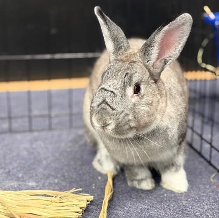 Enlarge MELODY, a Adoptable mixed breed in Forest Hills, NY image 5/5