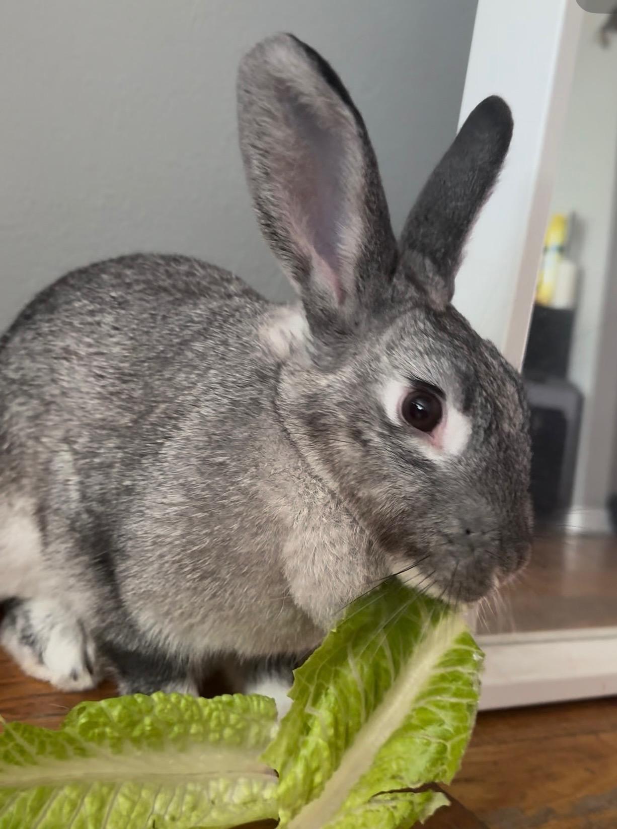 MELODY (Adopt or foster) photo 3