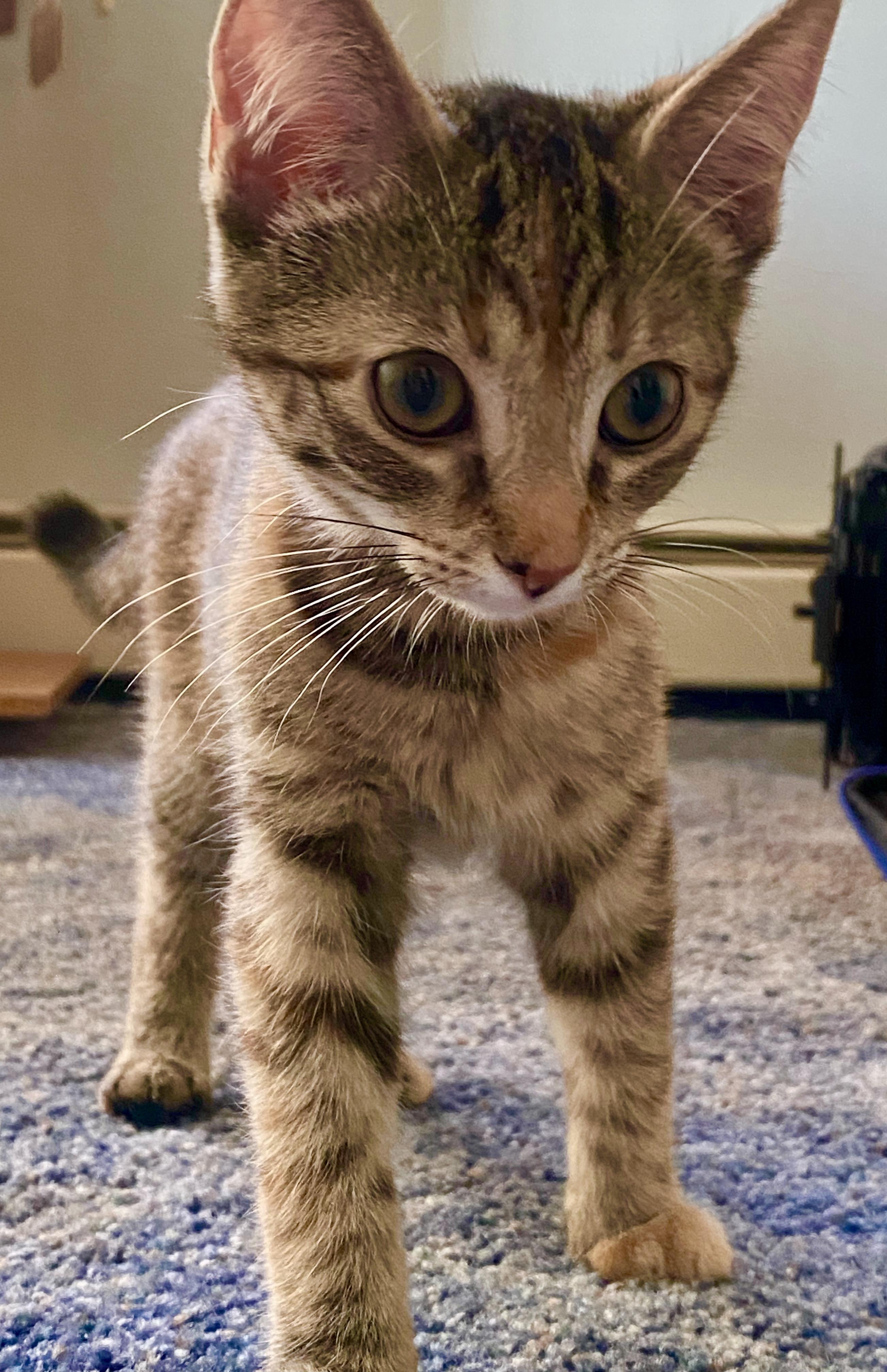 Enlarge Marigold, a ADOPTABLE mixed breed in Red Bank, NJ image 1/1