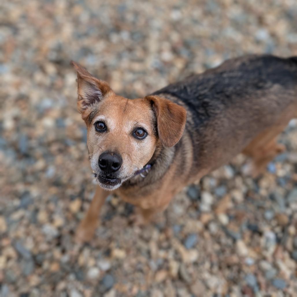 Daisy(BAS), a Adoptable mixed breed in Lenoir, NC image 1/5