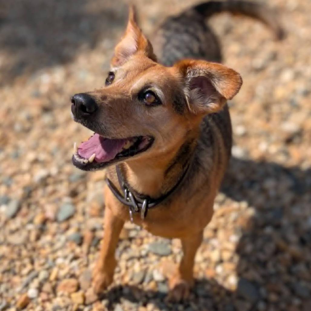 Daisy(BAS)_bonded w Dolly(BAS), a Adoptable mixed breed in Lenoir, NC image 1/3