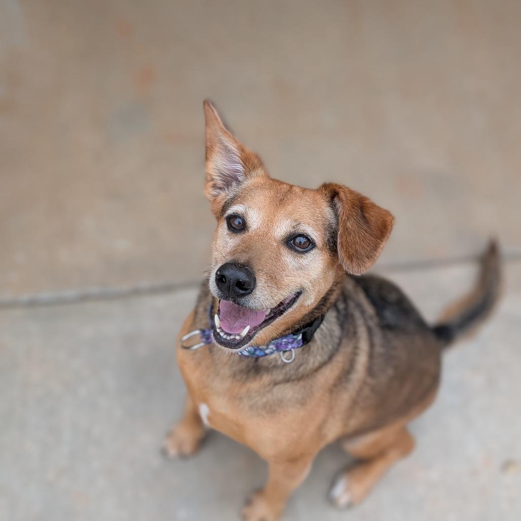 Daisy(BAS), a Adoptable mixed breed in Lenoir, NC image 3/5