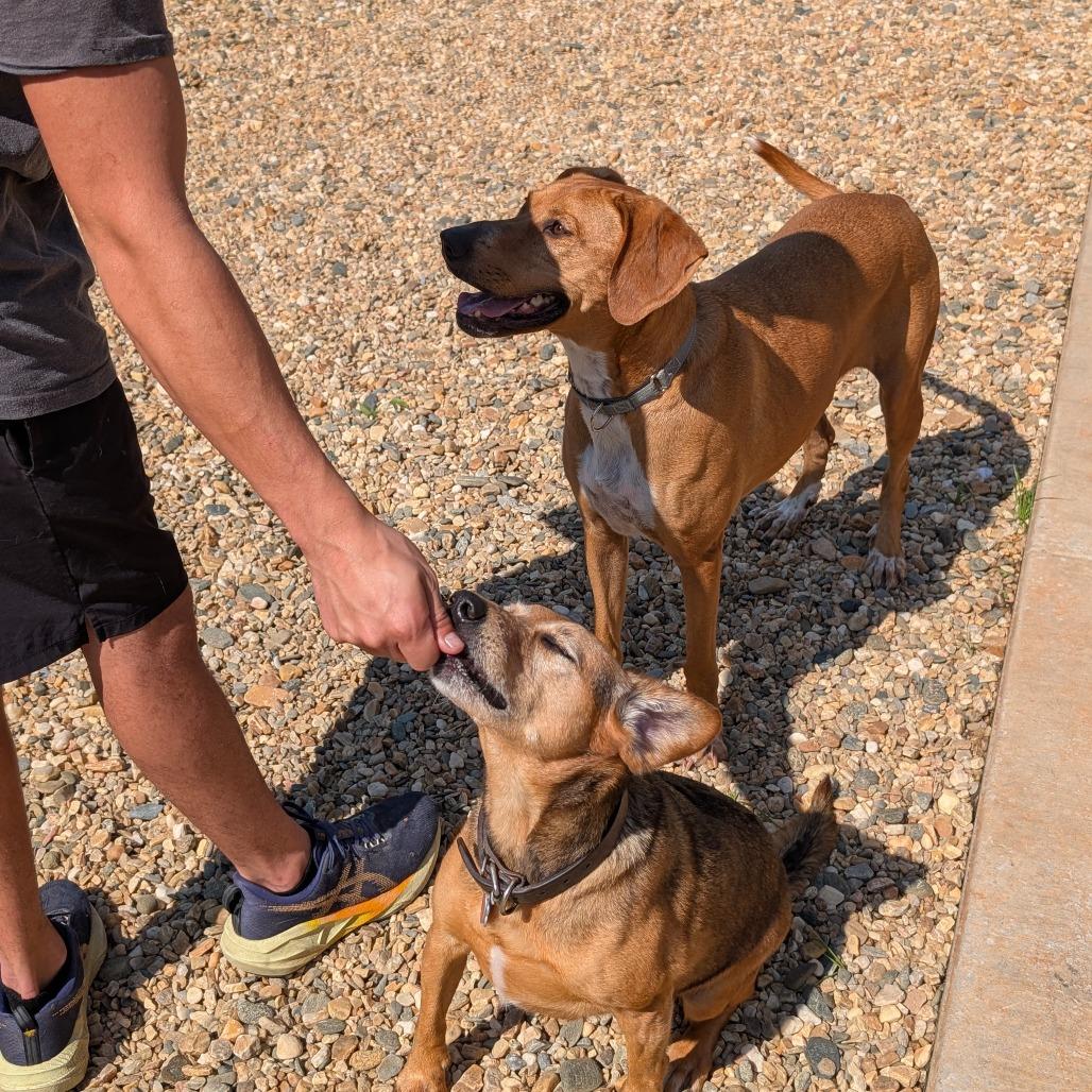 Daisy(BAS)_bonded w Dolly(BAS), a Adoptable mixed breed in Lenoir, NC image 2/3