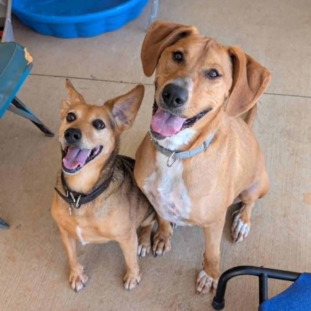 Daisy(BAS)_bonded w Dolly(BAS), a Adoptable mixed breed in Lenoir, NC image 3/3