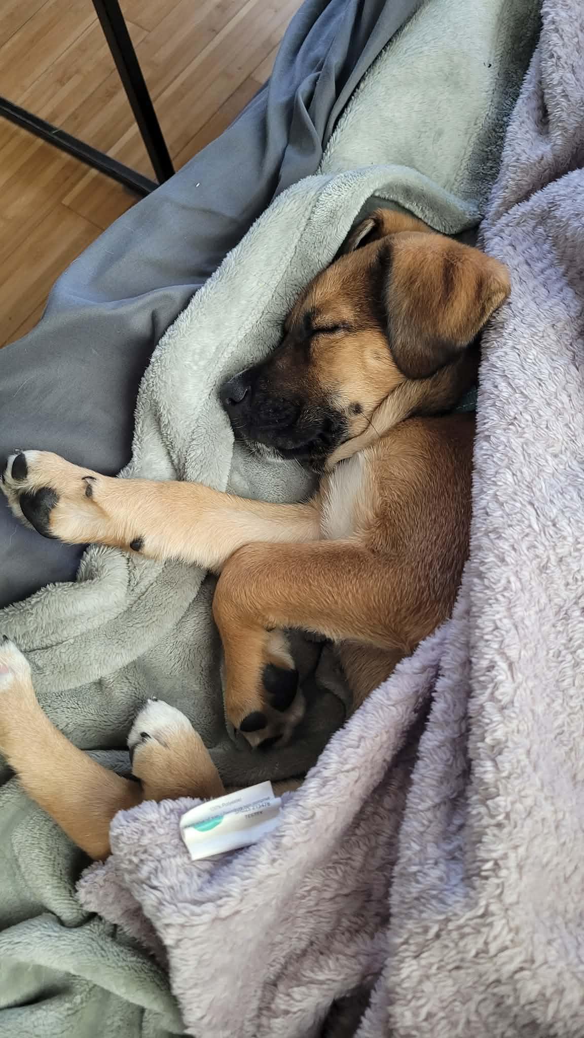 Fred, an adopted mixed breed in Columbia, MO image 5/6