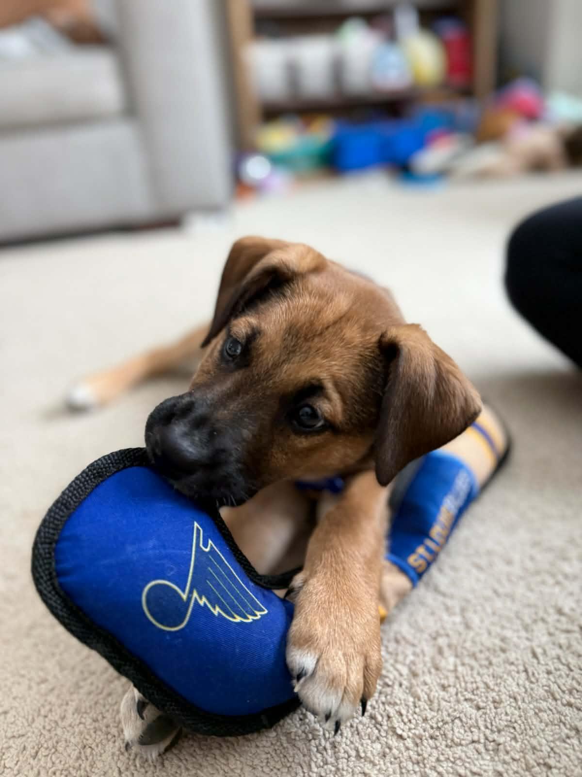 Fred, an adopted mixed breed in Columbia, MO image 6/6