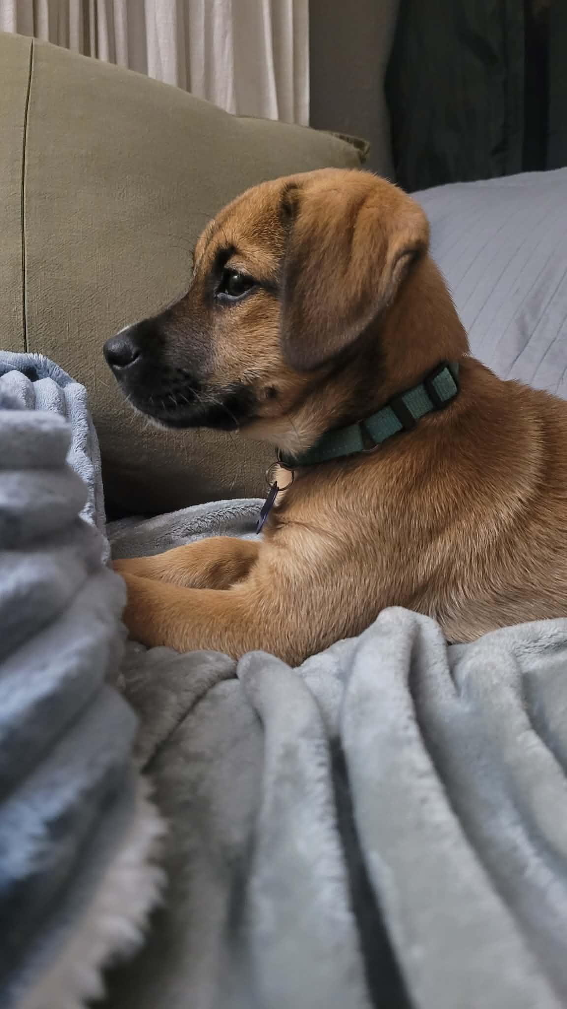 Fred, an adopted mixed breed in Columbia, MO image 2/6