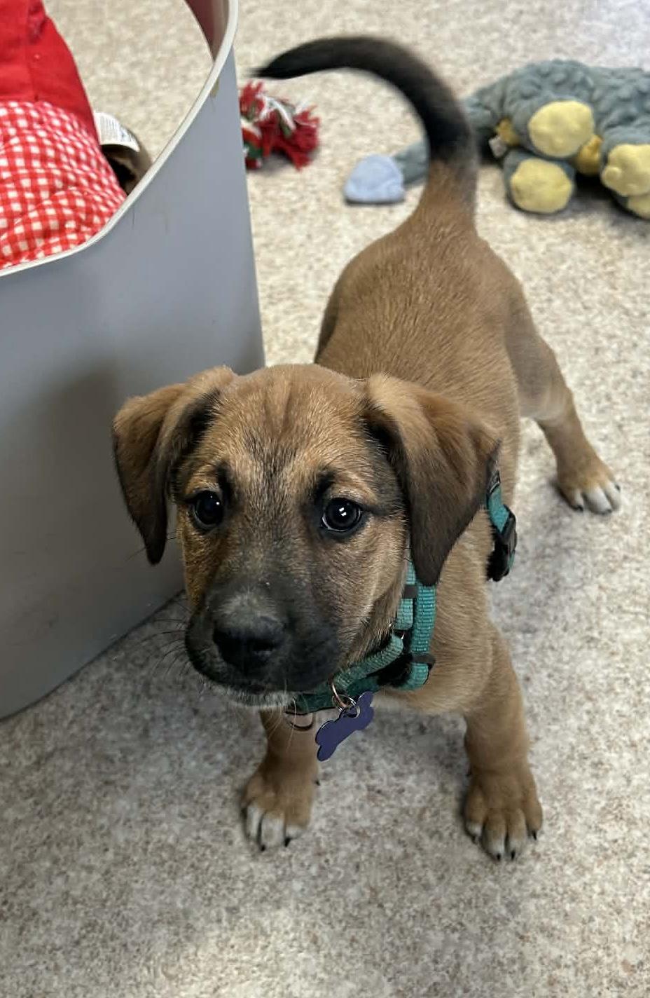 Fred, an adopted mixed breed in Columbia, MO image 4/6