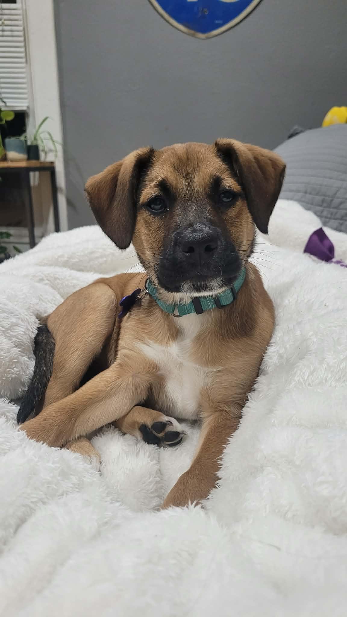 Fred, adopted, Puppy Male Shepherd & Australian Shepherd.
