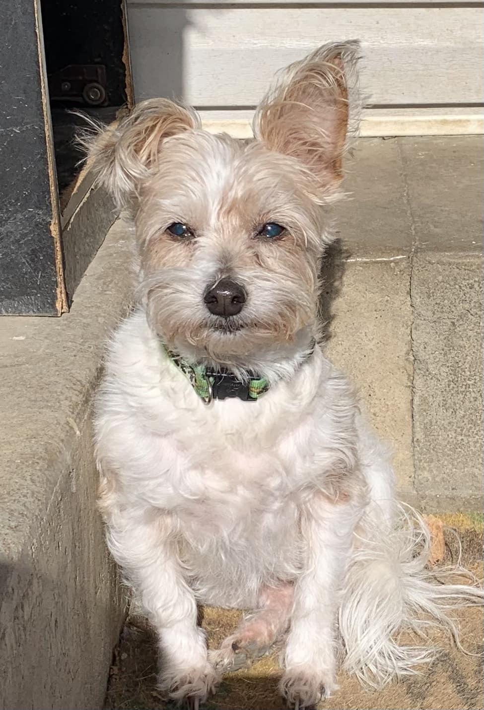 Tessie, Adopted, Adult Female Jack Russell Terrier & Yorkshire Terrier.