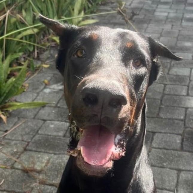 BROOKS-TRAINED DOG, ADOPTABLE, Young Male Doberman Pinscher.