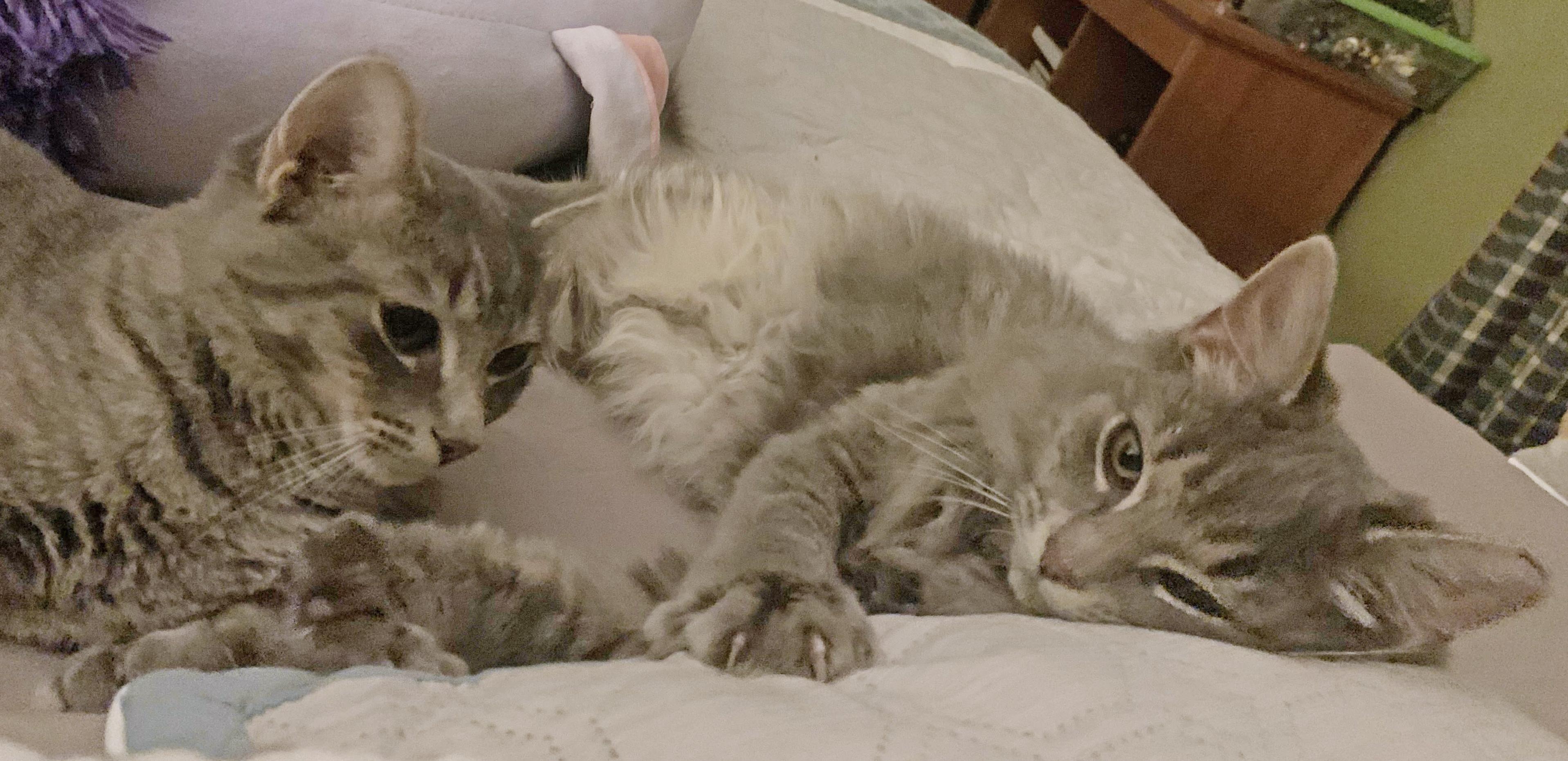 Enlarge Meadow and Khaleesi - bonded sisters, a Adoptable mixed breed in Harrisburg, PA image 2/5