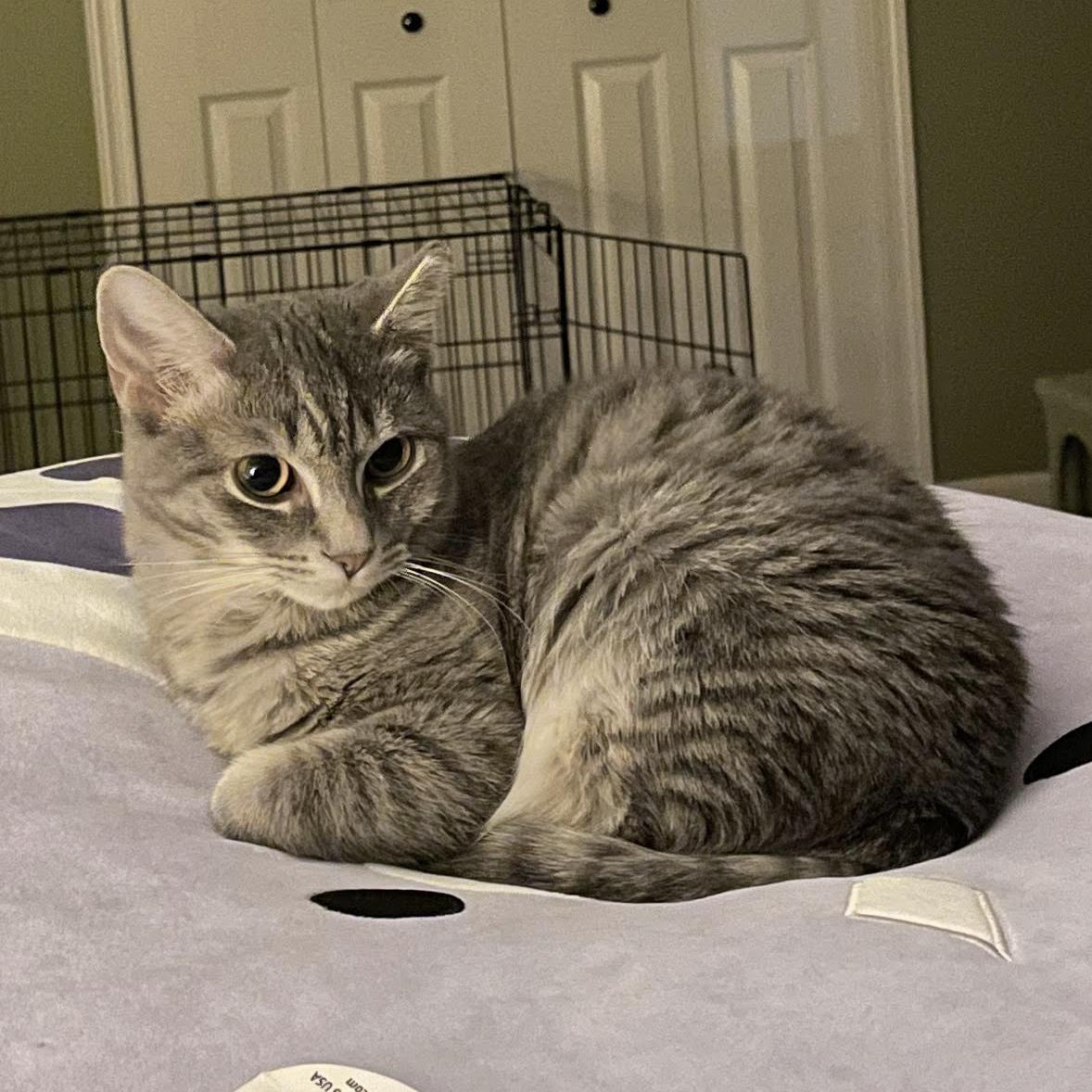 Meadow And Khaleesi  thumbnail 3