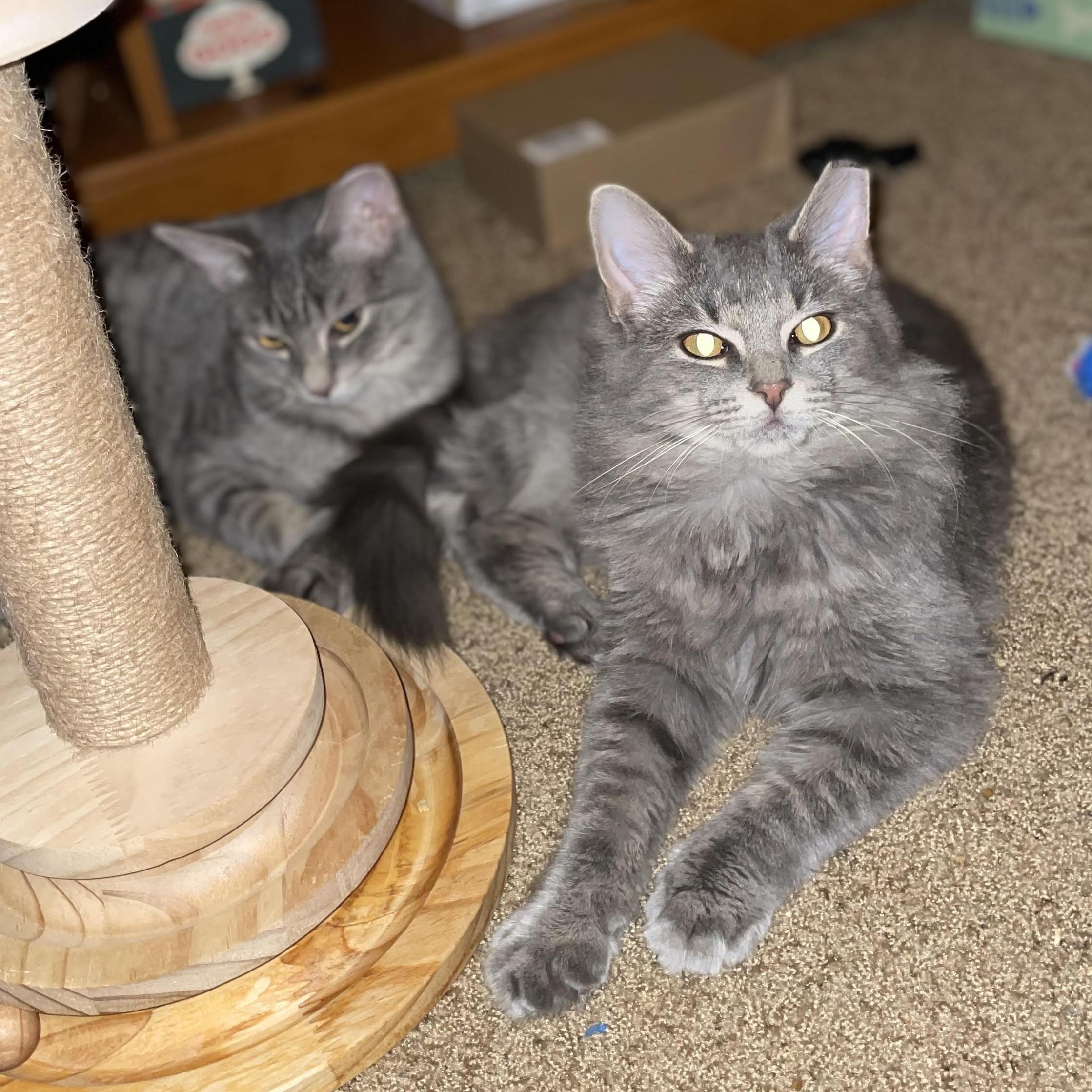 Meadow And Khaleesi  thumbnail 4