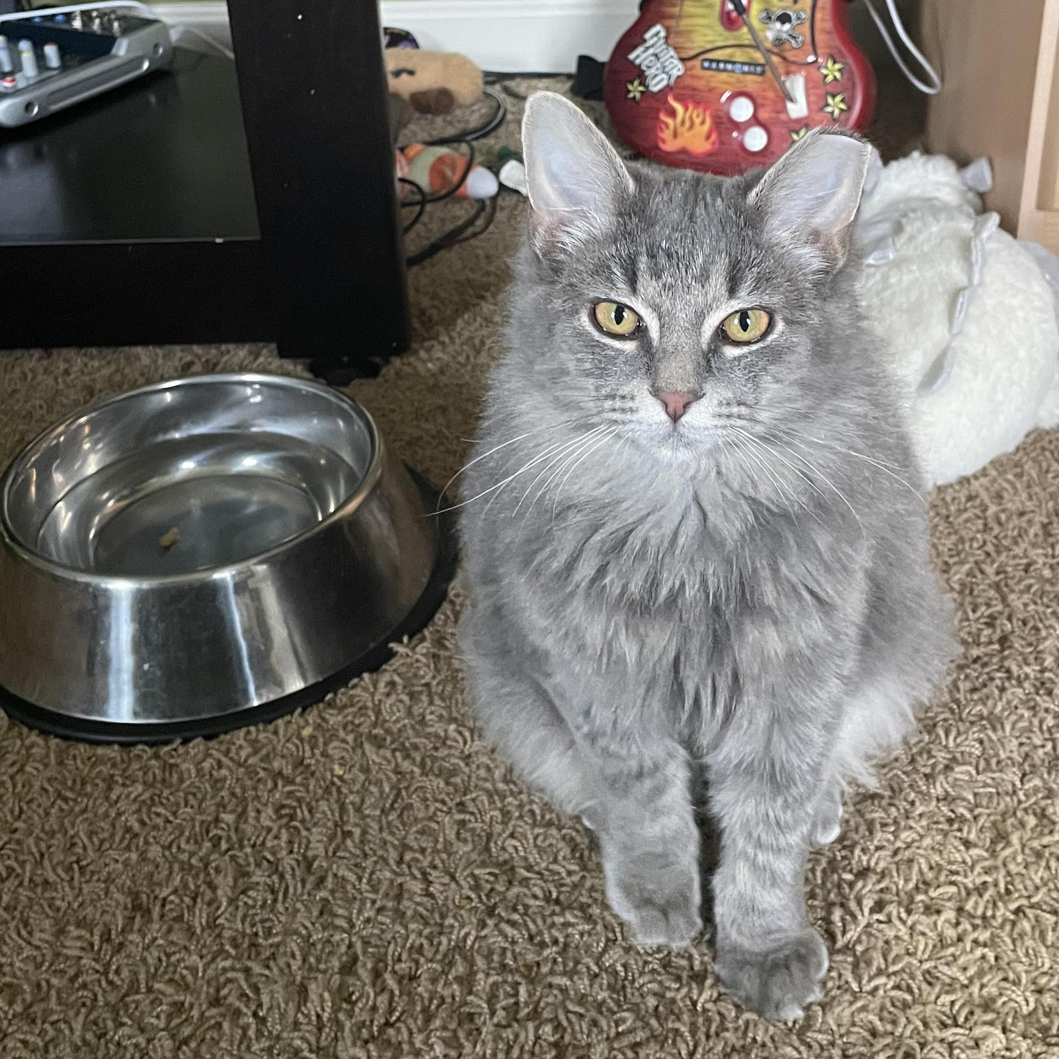 Meadow And Khaleesi  thumbnail 5