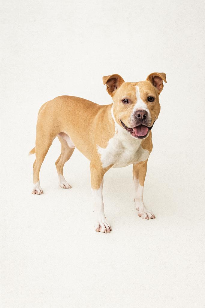 TWISTER, a Adoptable mixed breed in Florence, SC image 2/6