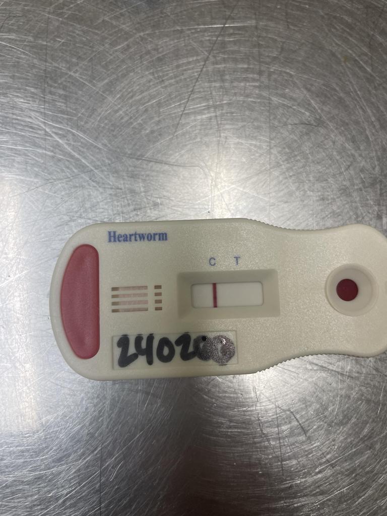 TWISTER, a Adoptable mixed breed in Florence, SC image 4/6