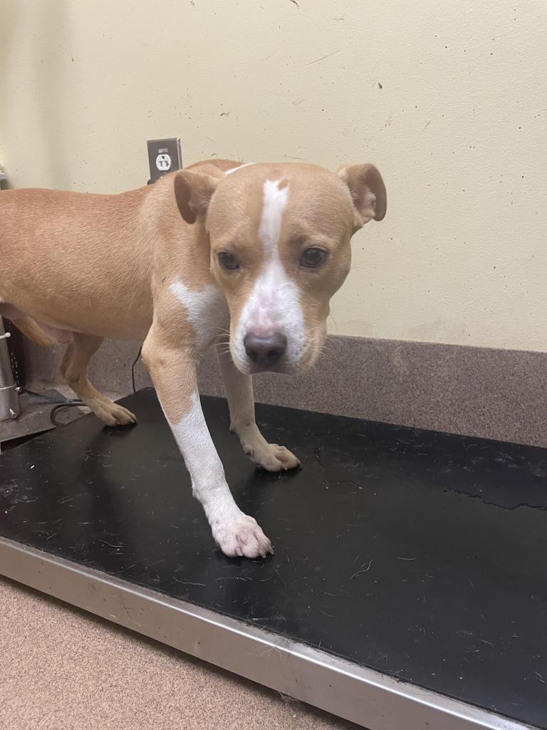 TWISTER, a Adoptable mixed breed in Florence, SC image 5/6