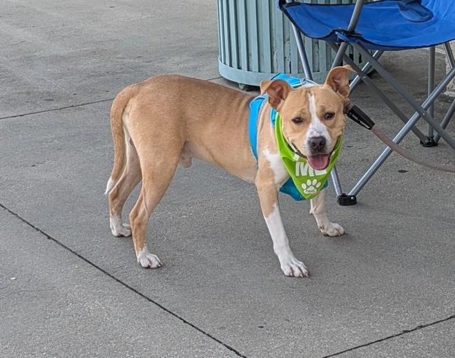TWISTER, a Adoptable mixed breed in Florence, SC image 6/6