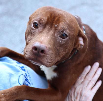 Sparky, Adoptable, Adult Male Mixed Breed & Mixed Breed.