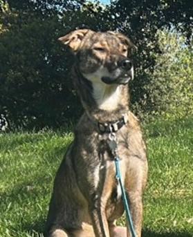 Solo, a Adopted mixed breed in Discovery Bay, CA image 2/6