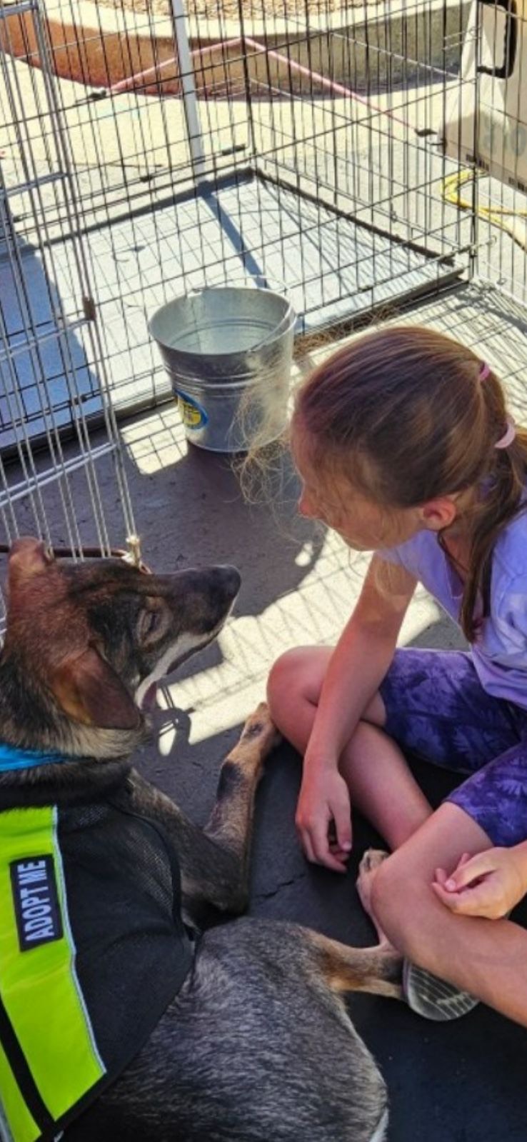 Solo, a Adopted mixed breed in Discovery Bay, CA image 3/6