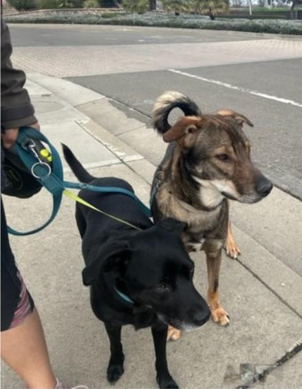 Solo, a Adopted mixed breed in Discovery Bay, CA image 4/6