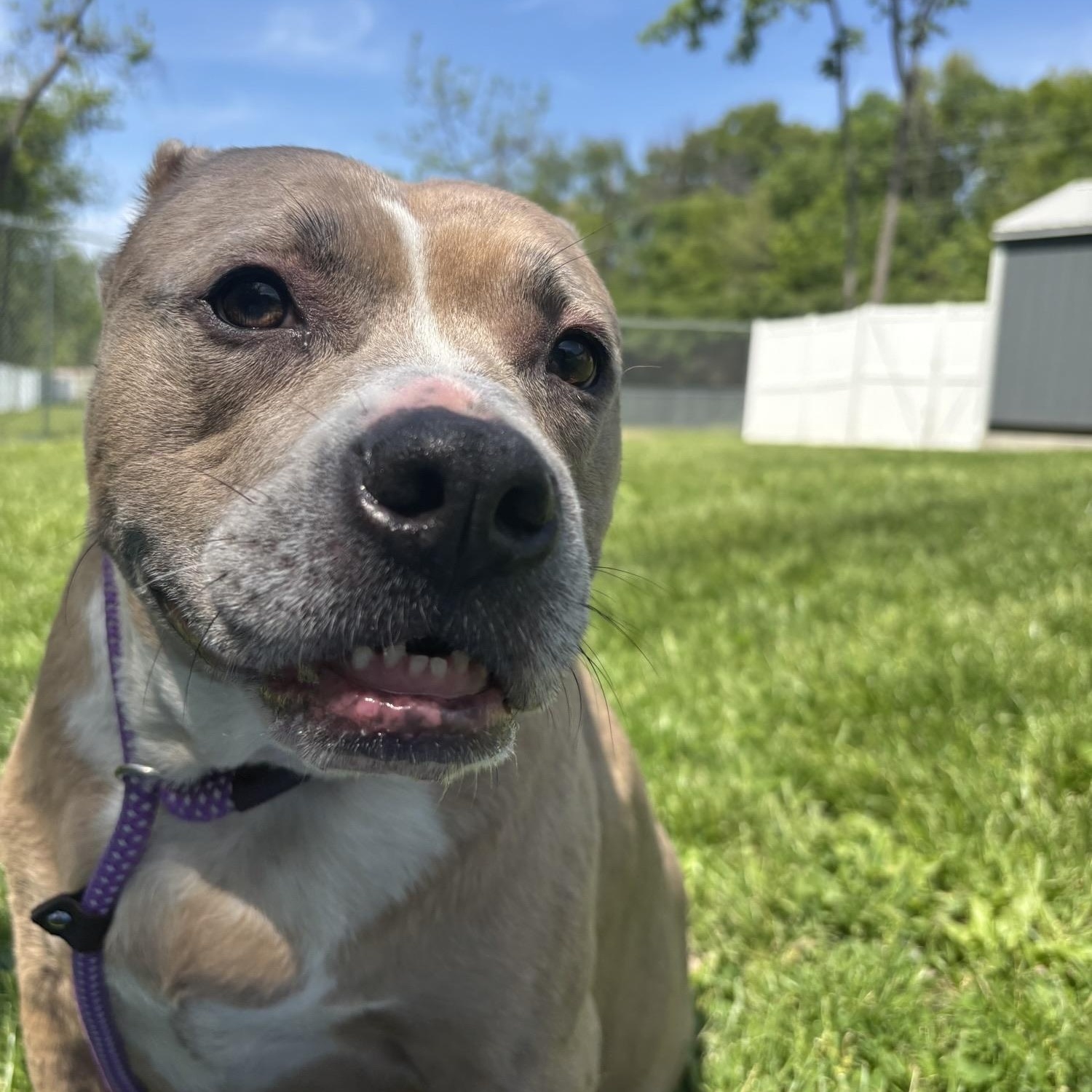 Enlarge Buck, a ADOPTABLE mixed breed in Saint Charles, MO image 3/3