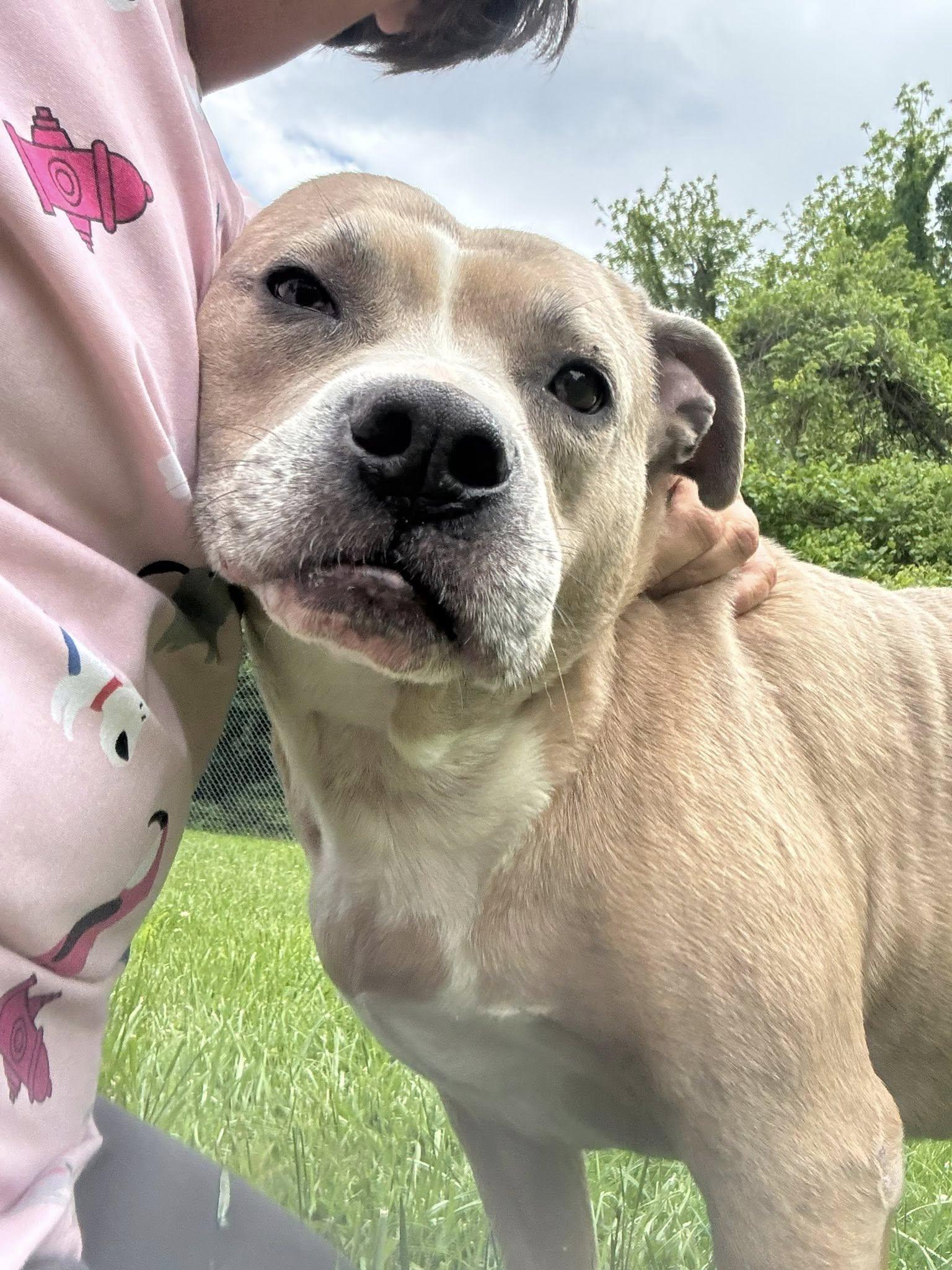 Enlarge Buck, a ADOPTABLE mixed breed in Saint Charles, MO image 2/3