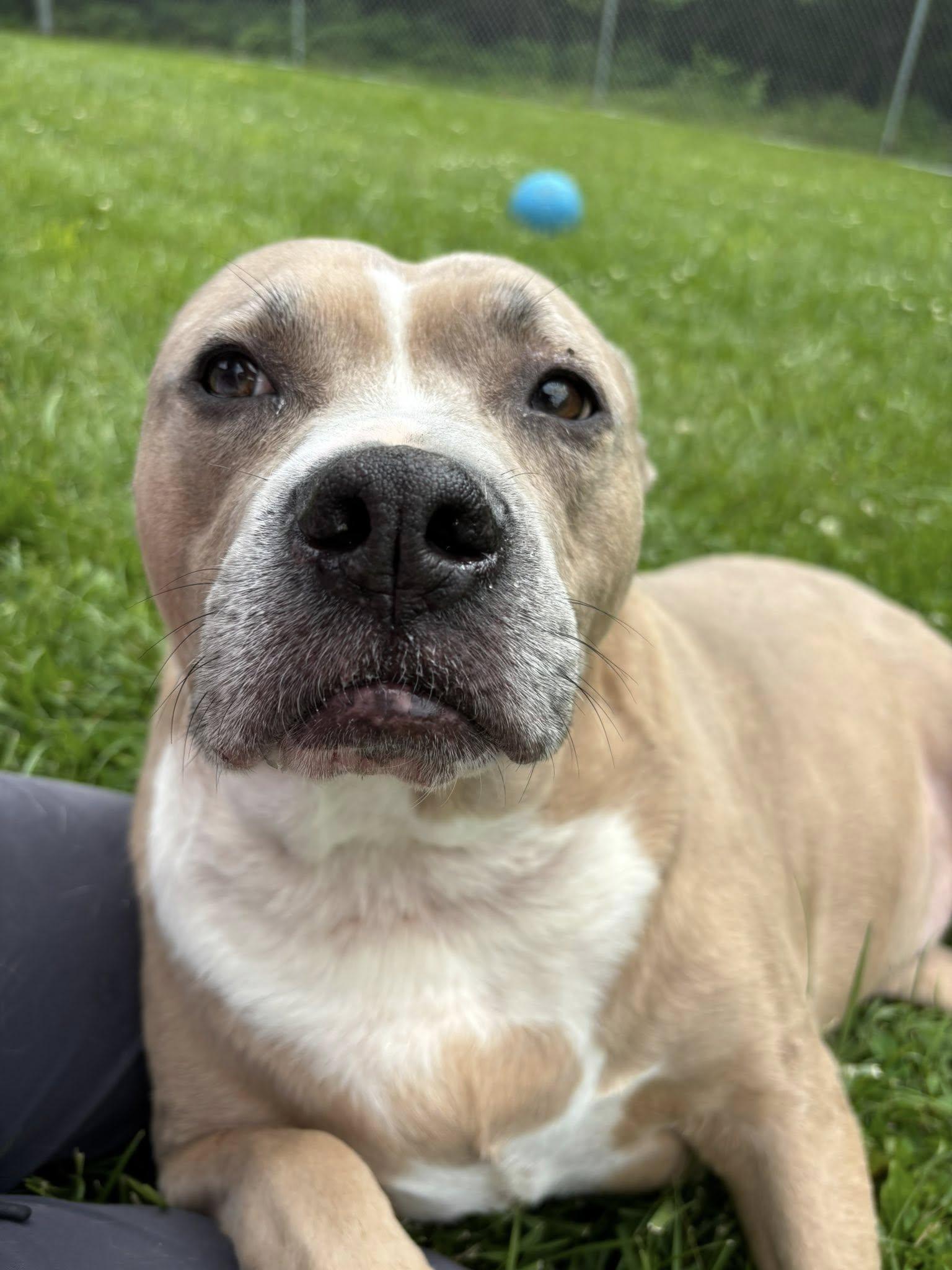 Buck, ADOPTABLE, Adult Male Pit Bull Terrier & Boxer.