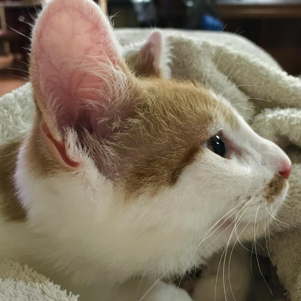 Otis, Adoptable, Adult Male Domestic Short Hair.